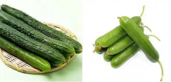 (左图为普通青瓜,右图为水果黄瓜)
