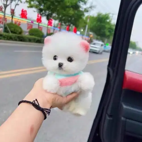 领养纯种博美茶杯犬幼犬小型可爱纯种宠物活物茶杯真狗活幼体家养