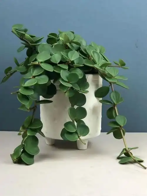 豆瓣绿|植物|圆叶椒草_新浪新闻