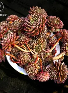 奥利维亚多肉植物一物一拍盆栽