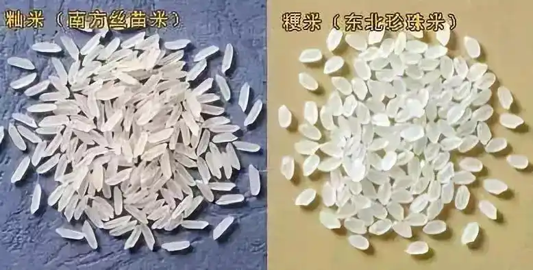 盘锦大米批发厂家