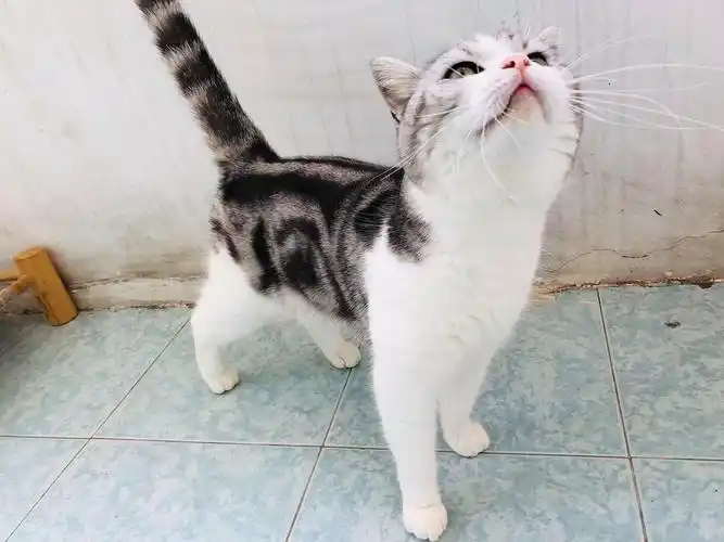 【深圳】纯种五粉加白虎斑纹美短找新家