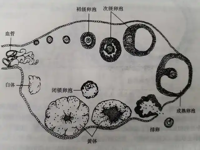 根据卵泡发育的过程中的不同形态和功能变化,可以将卵泡分为原始卵泡