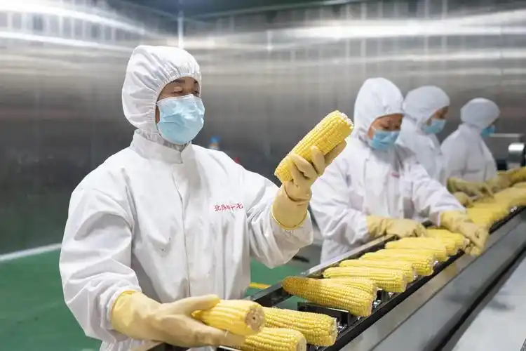 速冻玉米生产车间工人在紧张生产