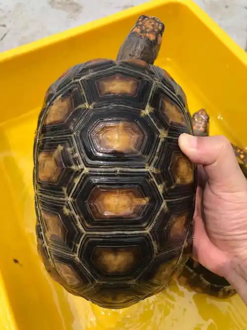 原创黄腿象龟巨人黄腿黄腿陆龟一只聪明的陆龟