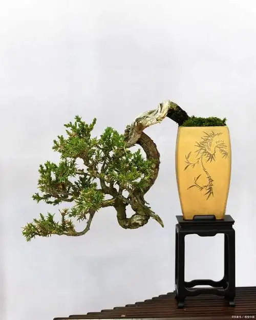 海南博兰盆景怎么养