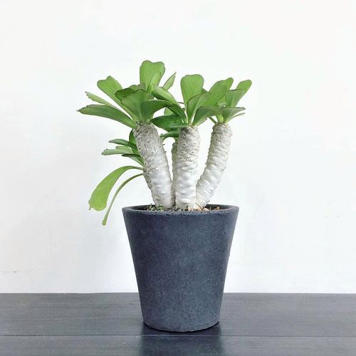 植物员外 贝信麒麟一物一拍 扇贝麒麟大型沙漠植物大戟科多肉植物