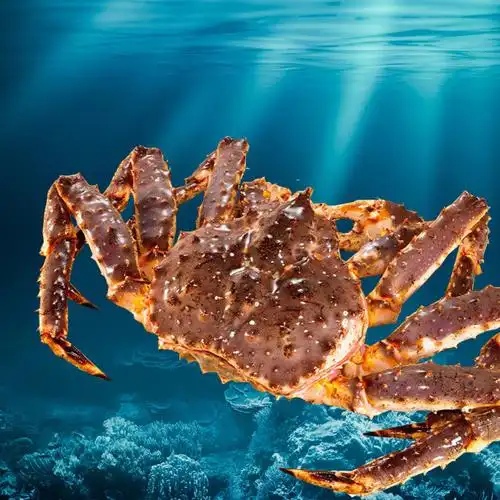 新鲜冷冻俄罗斯帝王蟹 鲜活冷冻海鲜帝皇蟹 海鲜水产批发图片