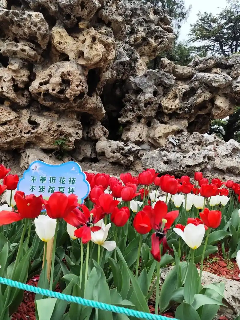 中山公园的郁金香花展美不胜收