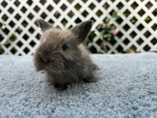 彩色安哥拉兔20天