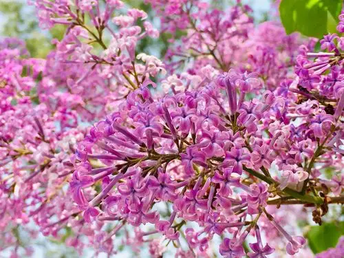 紫丁香清雅高贵,香气浓郁,花开季节,繁华满树,清新香味沁人心脾,格外
