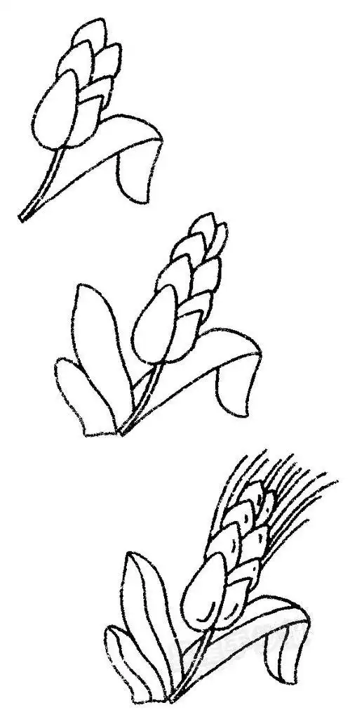 水稻简笔画手绘稻谷水稻之父的简笔画 信息图文欣赏水稻的简笔画水稻
