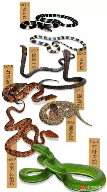 救命记住这些关于蛇的知识大家一定要时下天气炎热,各种蛇类出没频繁