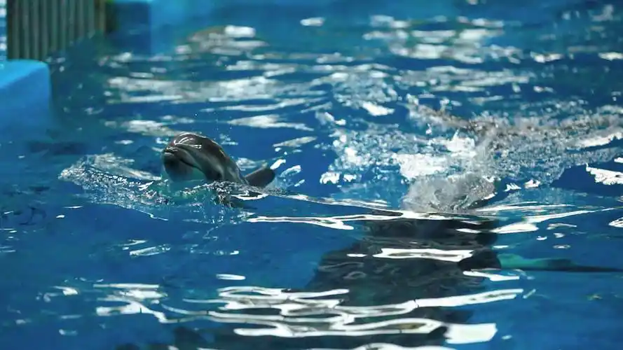 玉溪澄江高海拔分娩宽吻海豚与游客相约国庆