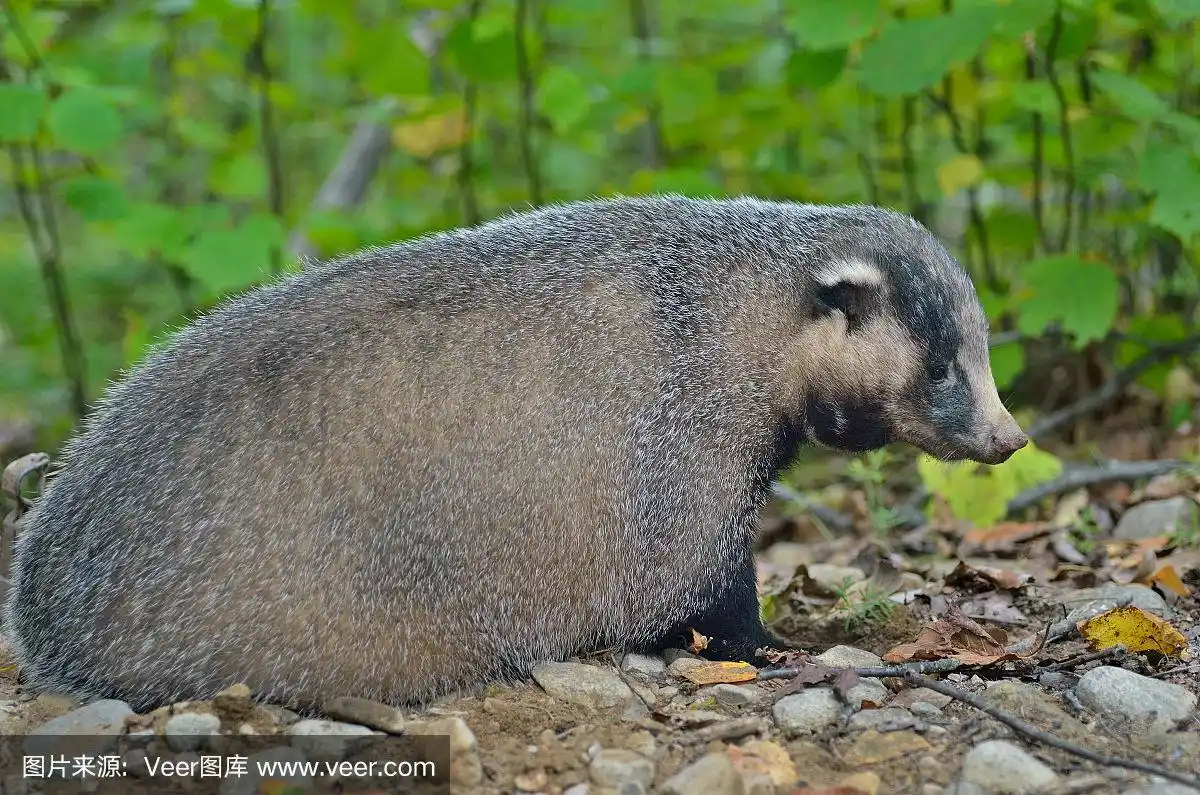 獾,自然,野生动物,水平画幅,无人