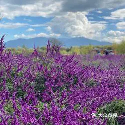 大理花海61云海芳草