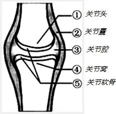 如图是关节的模式图,请回答