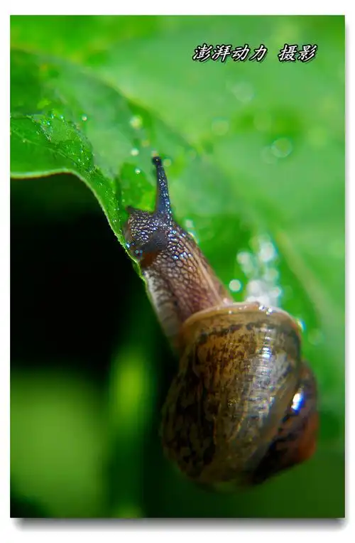 透明的蜗牛宝宝 一