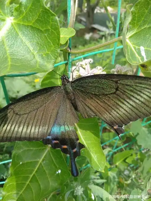 这黑色的大蝴蝶我们都管它叫大马莲