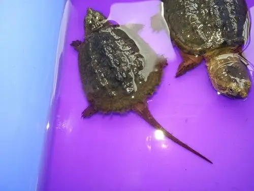 我的小鳄龟身上的是什么