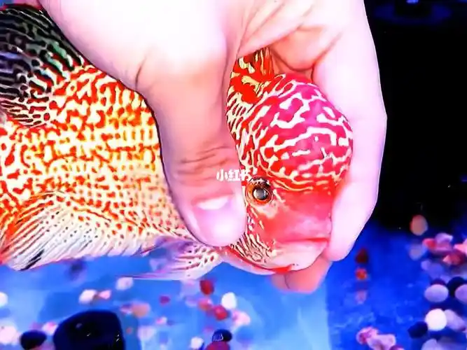 泰国f1赛级金花火凤凰罗汉鱼