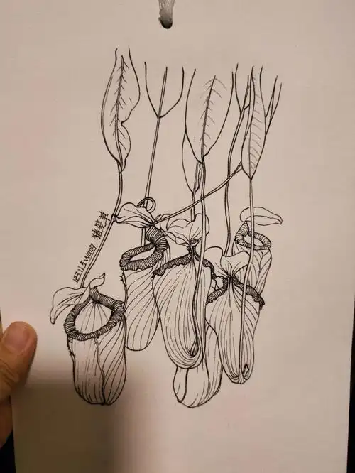 自律打卡123猪笼草