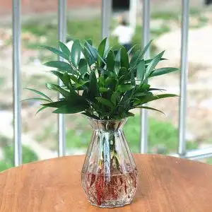 水培驱蚊竹柏水养植物苗室内客厅桌面绿植盆栽花卉