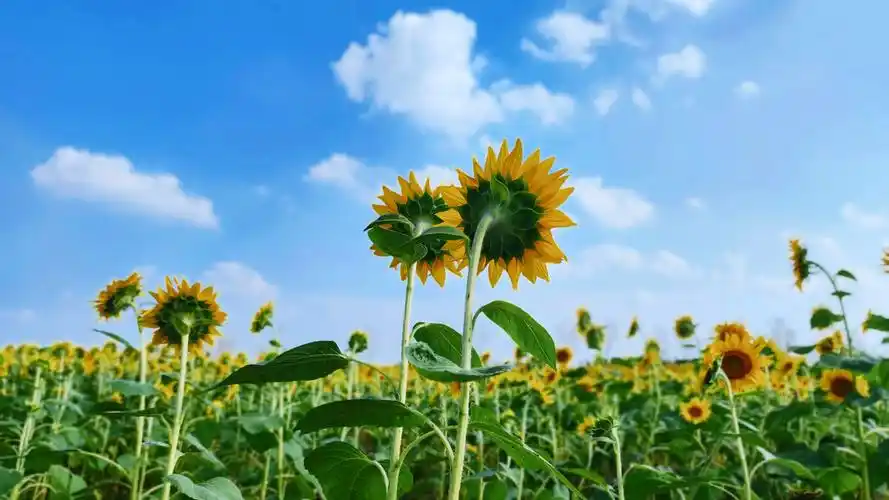 向日葵,晴天,壁纸