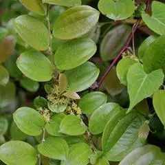 短柄菝葜的功效与作用-图片-禁忌-乡间郎中