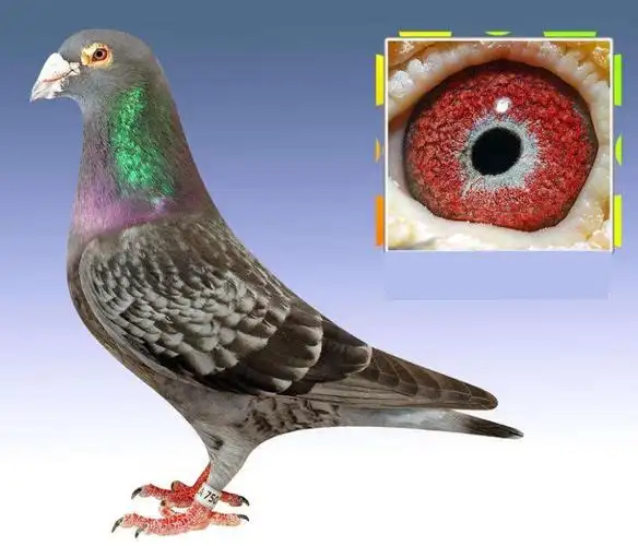 信鸽不能下完,铭鸽"西翁系"的特征,眼光到位才好