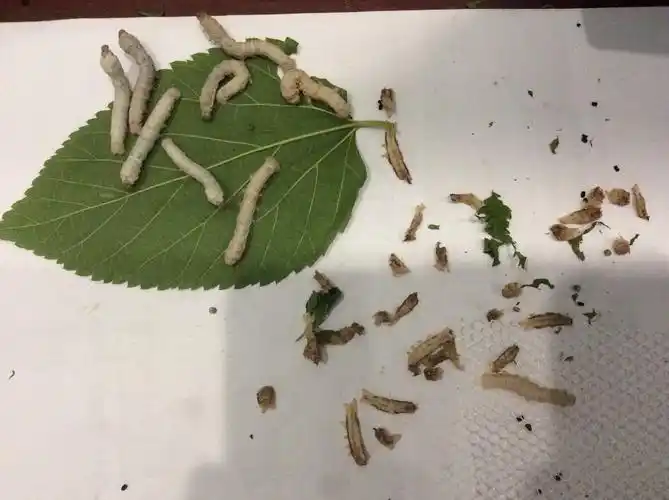 病蚕乏力泛黄拒食,脱皮前的蚕子也类似,要准确诊断,当然不用核酸和