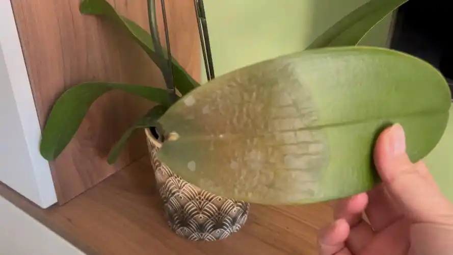 蝴蝶兰为什么会得软腐病,生病了该怎么办?