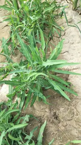 这就是所谓的苦苦菜,在农村随处可见