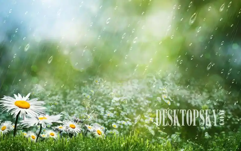 风雨中摇曳的花朵高清唯美小清新桌面壁纸(二)