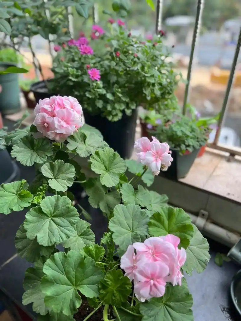 天竺葵兔子粉.#天竺葵兔子粉#广东阳台 - 抖音