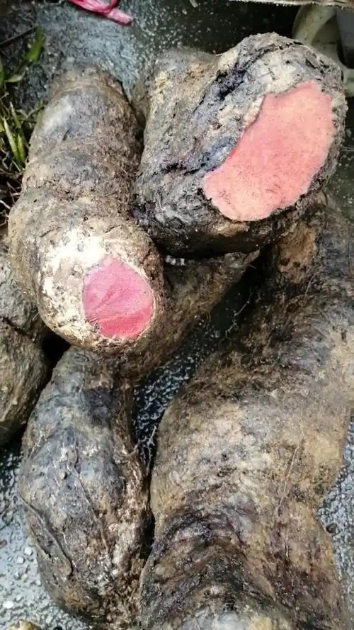 中药名:朱砂莲,又称一点血,牛血莲!