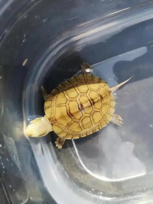 安徽皖南小青头龟苗北种龟 小青苗 黄金龟小青活体 水龟宠物观赏龟