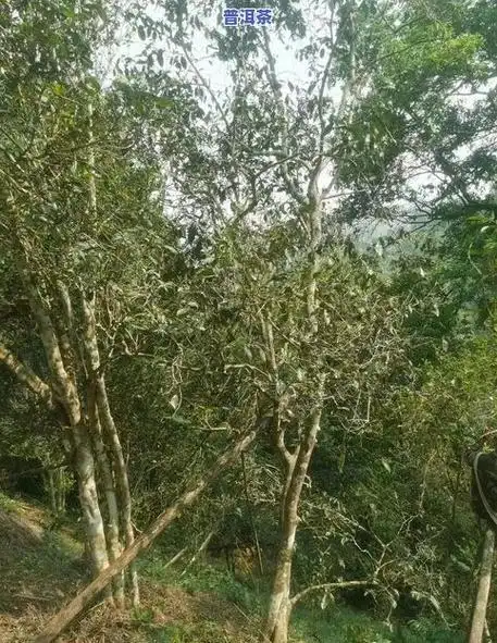 易武古树茶是一种非常稀有和珍贵的店铺茶叶,因其悠久的多少钱历史和