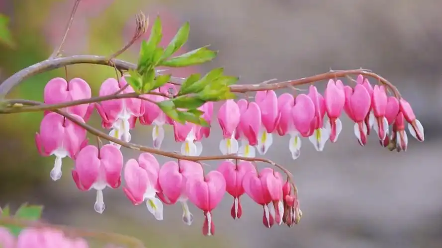 奇妙荷包牡丹花唯美高清桌面壁纸