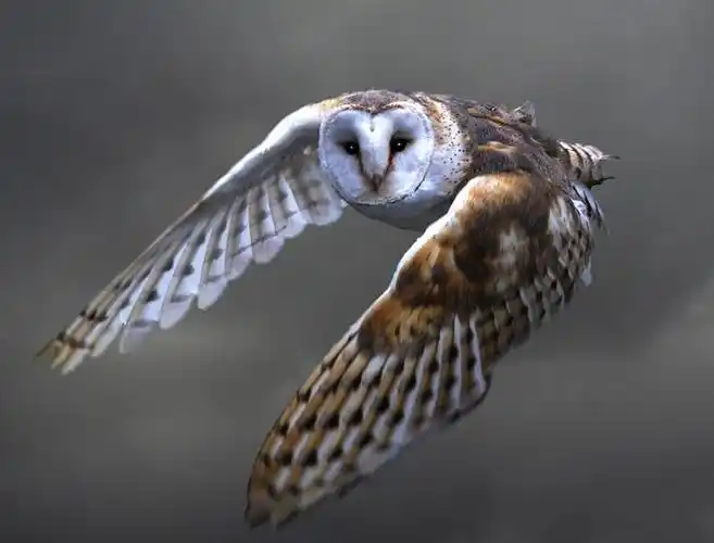 仓鸮汤加岛亚种(其他生物相关)