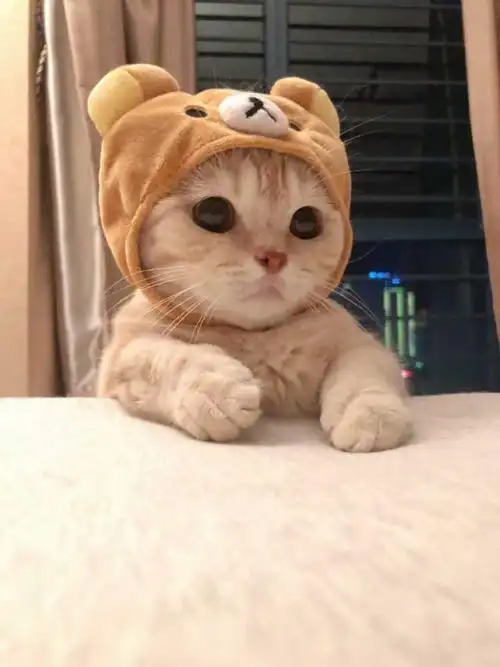 有没有比较可爱又有点搞笑的动物头像?最好是猫?