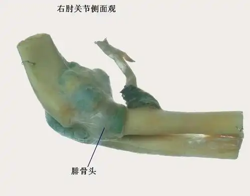 正常人体解剖学 认识自己人体六大关节之肘关节