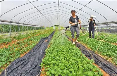 发现蔬菜农药残留超标就地销毁