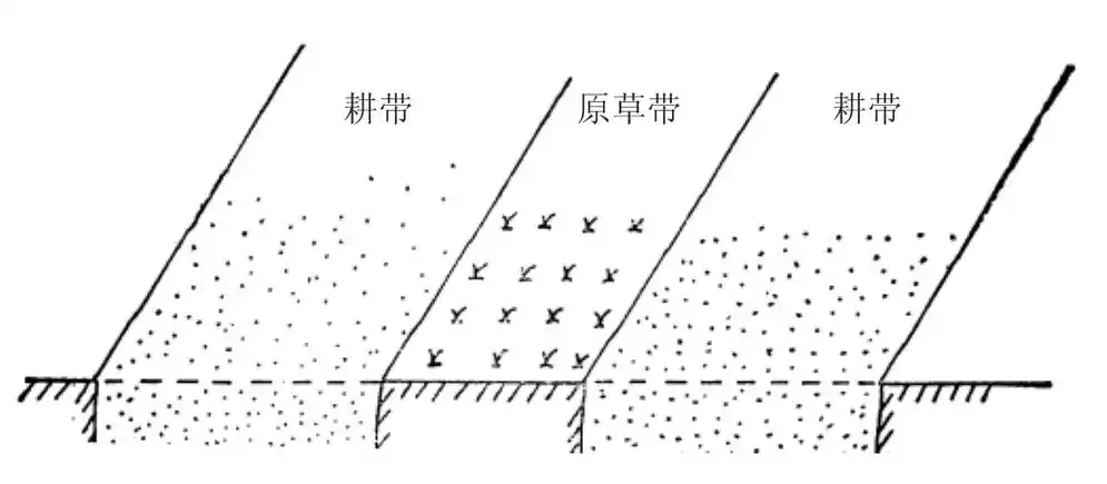图5-8 草沙地带状整地示意(九)高台整地在间歇性积水地或盐碱地造林时