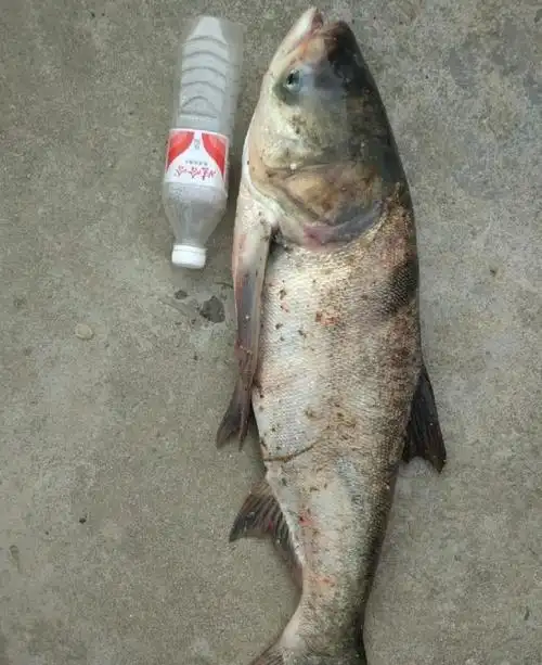 钓底空军无耐改抽大花鲢饵料钓鲢鳙鱼