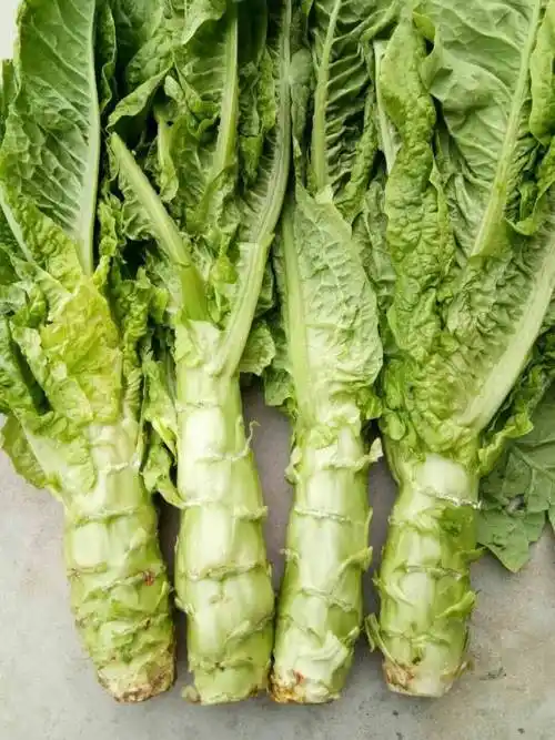 它与莴笋的区别在哪里呢,贡菜和莴笋的区别是什么_t唐人堂