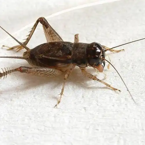 扁头蟋蟀和圆头蟋蟀的区别,蟋蟀的描述(扁头蟋蟀和圆头蟋蟀的区别图片