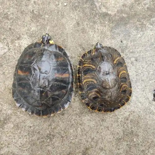 在线求这两只龟的品种及公母