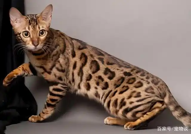 5种世界上最贵的猫,第一种拿着10万现金也买不到