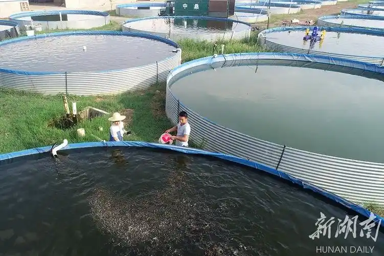 "高密度"养鱼效益倍增_腾讯新闻